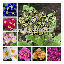 100 шт смесь цветы Первоцвет семиллы