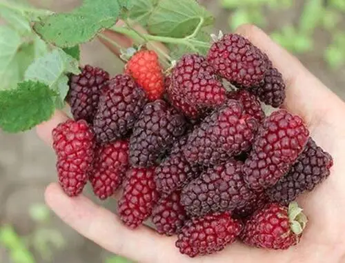 

bonsai 100pcs/pack Raspberry fruit Scottish Cross Tayberry Raspberry Heirloom