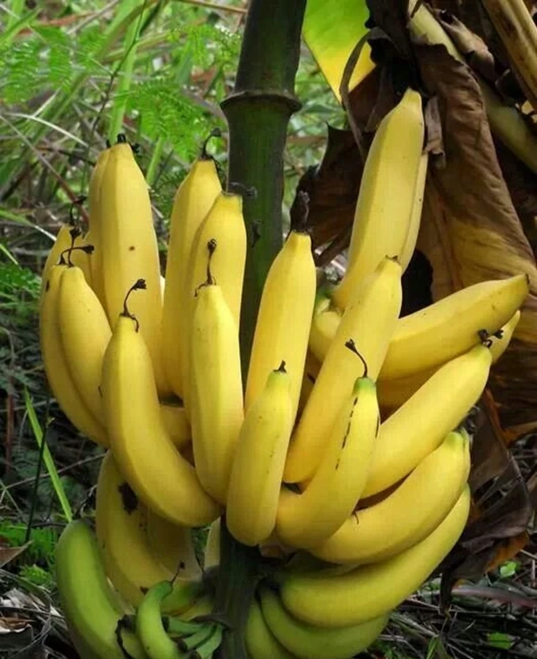 100 Pcs Dwarf Banana Bonsai Tree Tropical Fruit Outdoor Potted Balcony