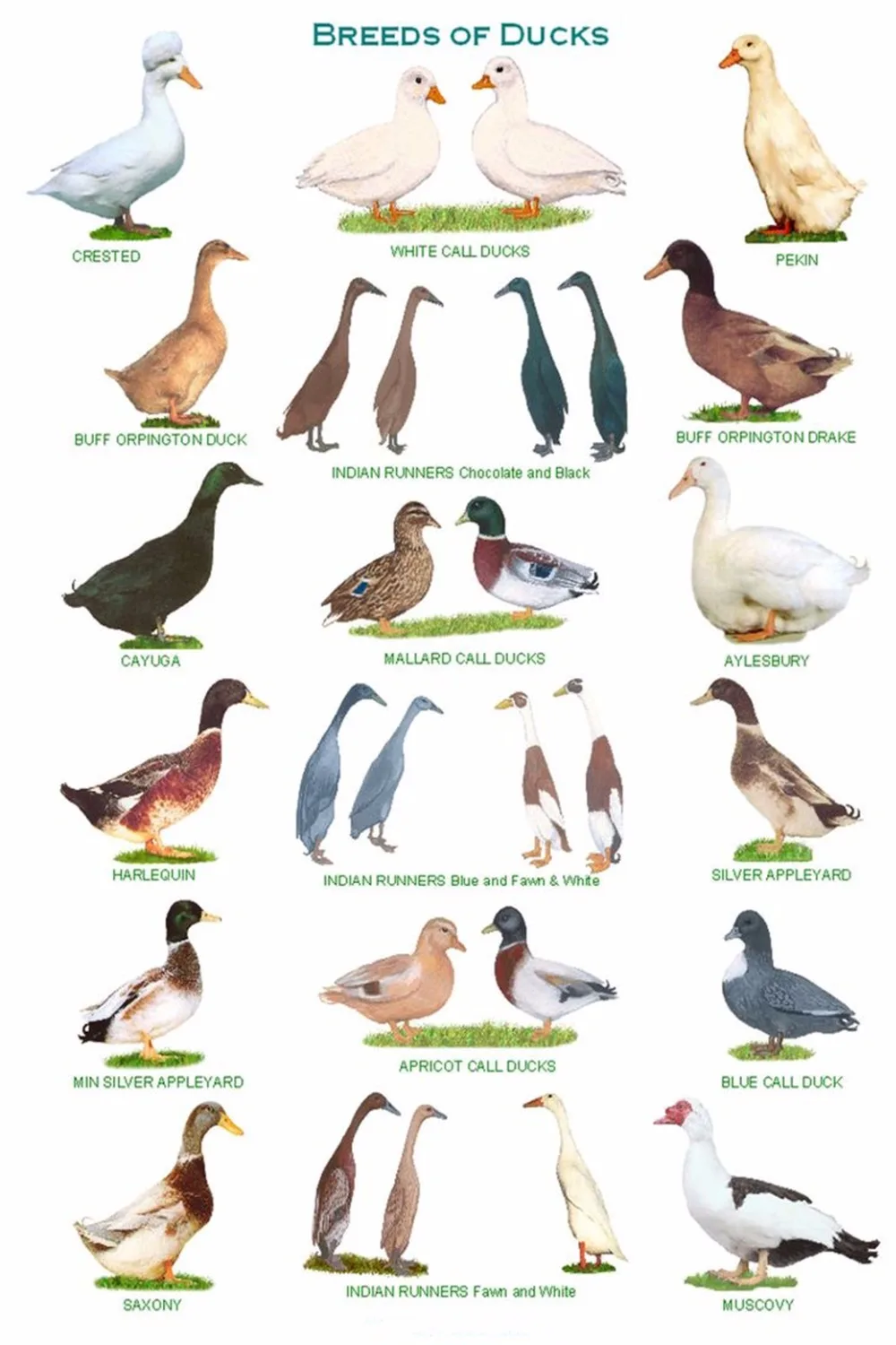 O-Ducks-02(90x60cm)-