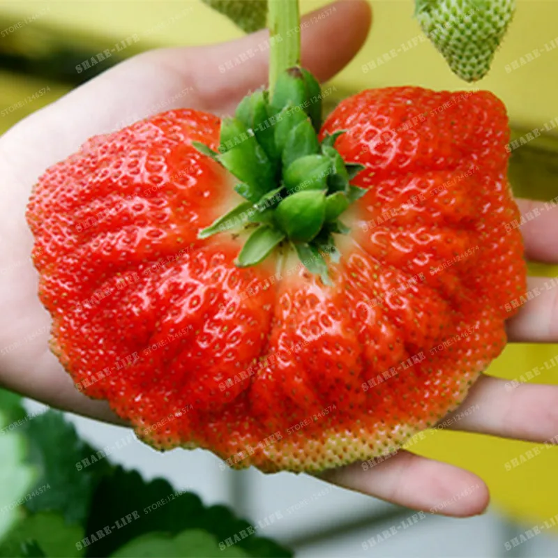 

500 Pcs Super Giant Strawberry Bonsai Red Strawberry Organic Heirloom Fruit Vegetable Bonsai Potted Plant for Home Garden