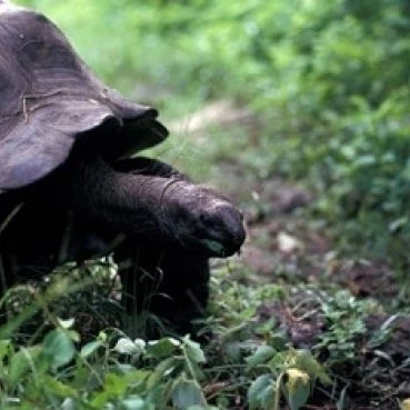 Close up of Giant Tortoise  Seychelles Poster Print by Nik Wheeler (18 x 12)