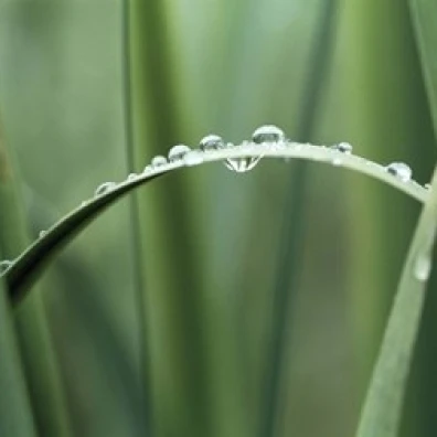 Dew drops on grass Poster Print by Panoramic Images (16 x 12)