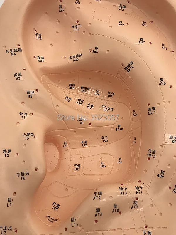 40 см модель уха акупунктуры человека рефлексотерапия акупунктурный пистолет медицинский Скелет травма Анатомия медицинские инструменты Refle