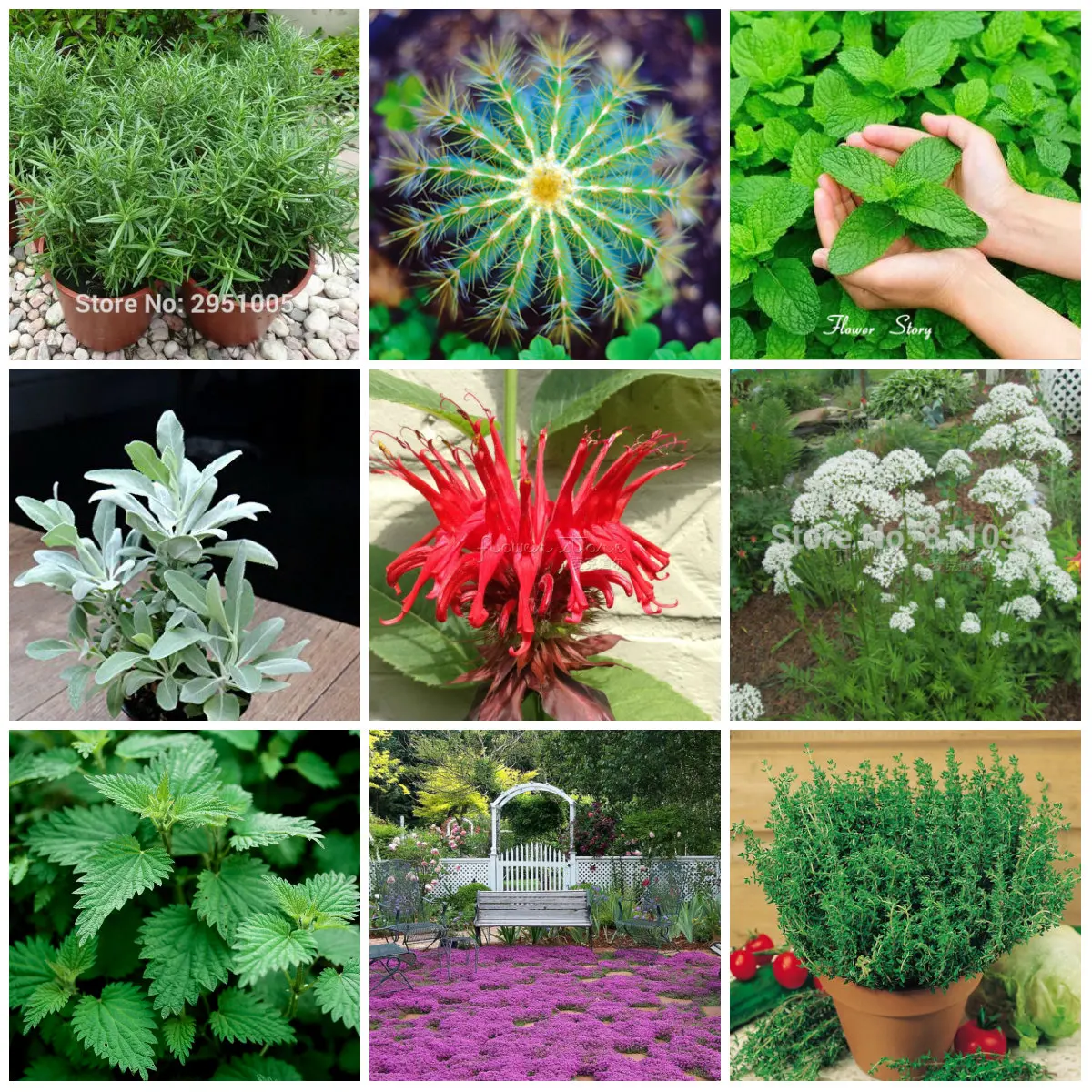 9 Tipos De Hierbas Semillas Jardín de DIY Maceta O Jardín hierbas