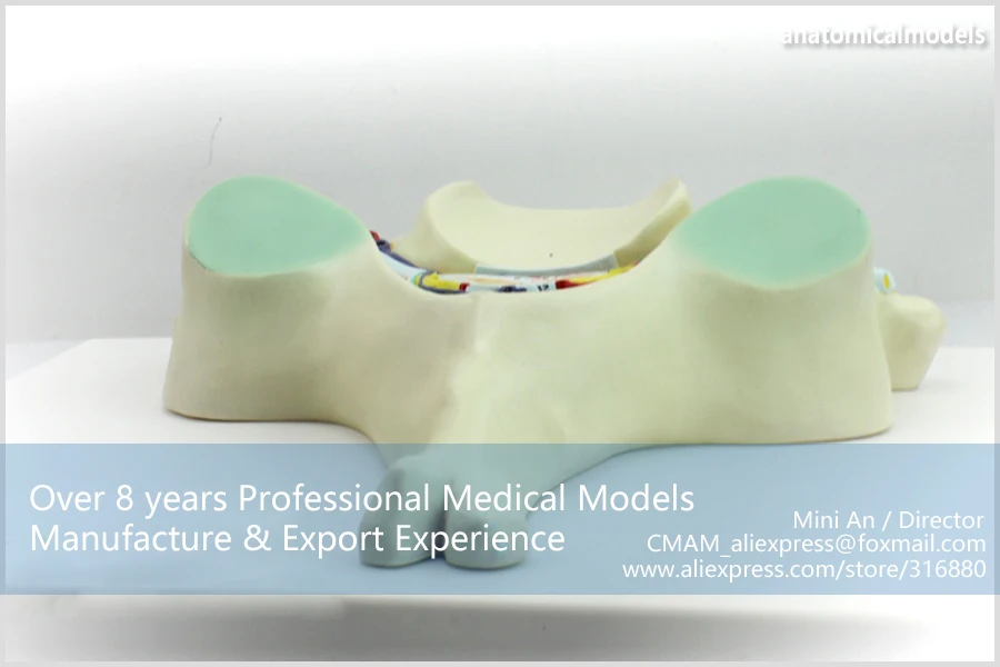 12394/человеческий шейный C5 позвонка анатомическая модель, медицинская научная образовательная учебная анатомическая модель