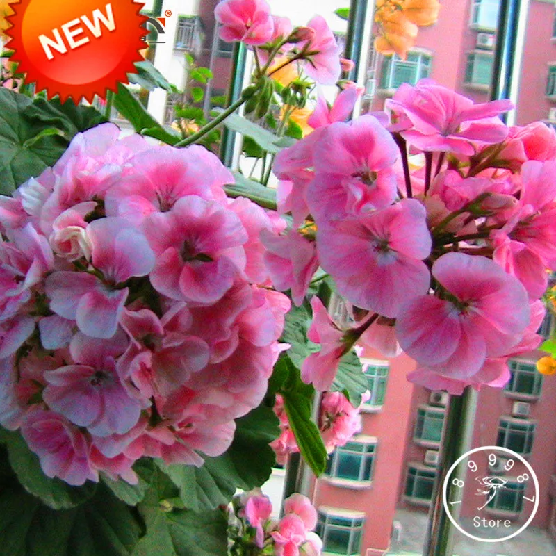 

Loss Promotion!20 PCS/Lot Pale Pink Univalve Geranium Bonsai, Perennial Flower Plant Pelargonium Peltatum Flowers for Rooms,#39