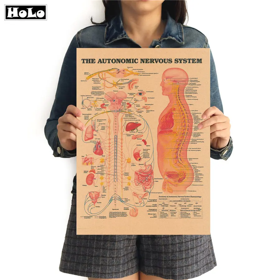 Структура мышечной системы человека HD винтажный бумажный плакат Бар домашний декор ретро крафт-бумага живопись 42x30 см - Цвет: FRD013