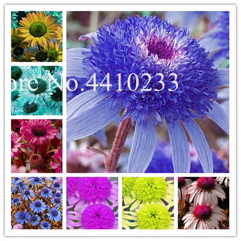 

100 Pcs Mixed Echinacea Flower Bonsai Plant, Rare Long-Bloom Much-Doubled Coneflower Bonsai For Home Garden Indoor Easy Plants