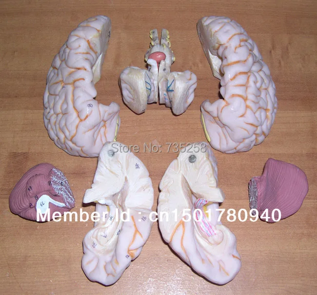 Роскошная модель мозга человеческого мозга|human brain model|human brainsbrain model |