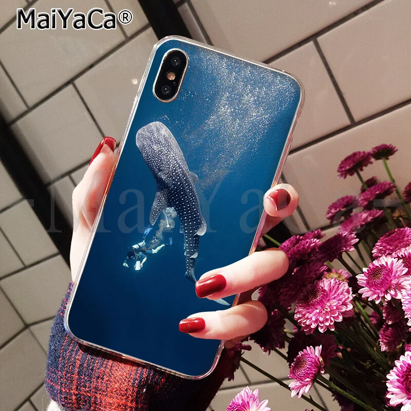 ocean Whale Sharks fish