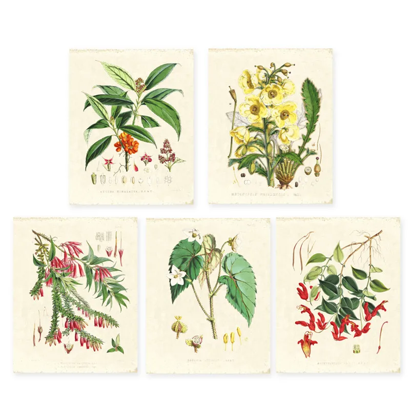 Green-plants-set-of-5-Vintage-Botanical-illustrations-floral-art-prints-HD-printing-Flower-Wall-Art (4)