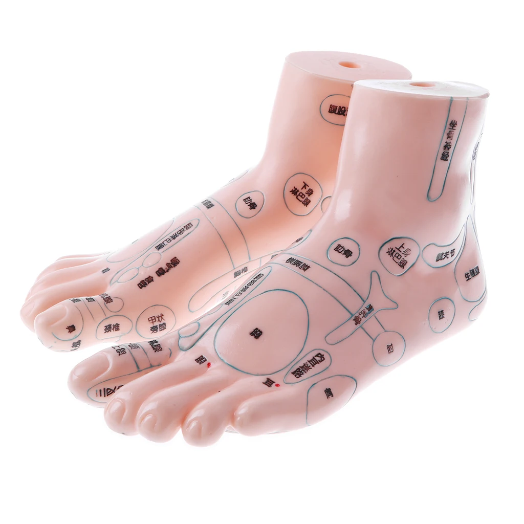 2 Pair 19cm Human Feet Model - Massage Acupuncture Reflexology Acupoint Medicine Learnin Study Kit
