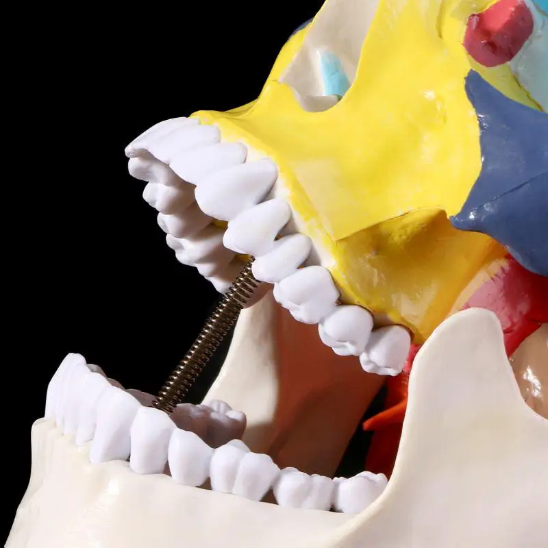 人間の色の頭蓋骨モデル、等身大3部解剖学モデル、骨格頭蓋骨骨モデル、人体解剖学研究コース - AliExpress オフィス用品  学用品