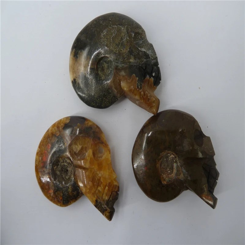 

3PCS NATURAL Conch fossil Crystal SKULL HEALING T1119