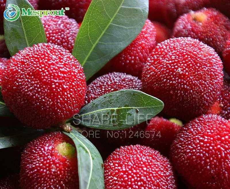 

5PCS Myrica Rubra Bonsai Chinese Red Bayberry, Myrica Rubra Succulent Juicy Fruit Plant Waxberry Tree Bonsai