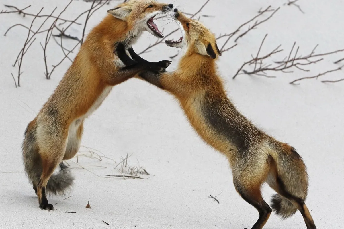лиса. естественные враги лисы. лиса песец. лис и еж. лисы дерутся.