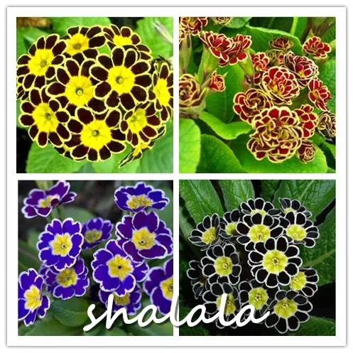 

Hot Sale 200pcs Multicolor Primula bonsai COLORS European Primrose Free shipping Flower plant Colorful Flowers Woodland