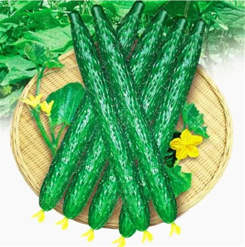 

Genuine! 100 flores/bag Long cucumber bonsai,Chinese cucumber Organic vegetable plant Rare Fruit cucumbe for home garden