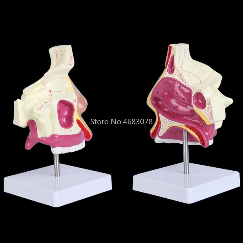 Анатомическая модель носовой полости человека 23x14x11 см, обучающая модель больничного доктора-пациента