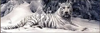 

diamond painting tiger full diamond embroidery mosaic white tiger diamond painting animal