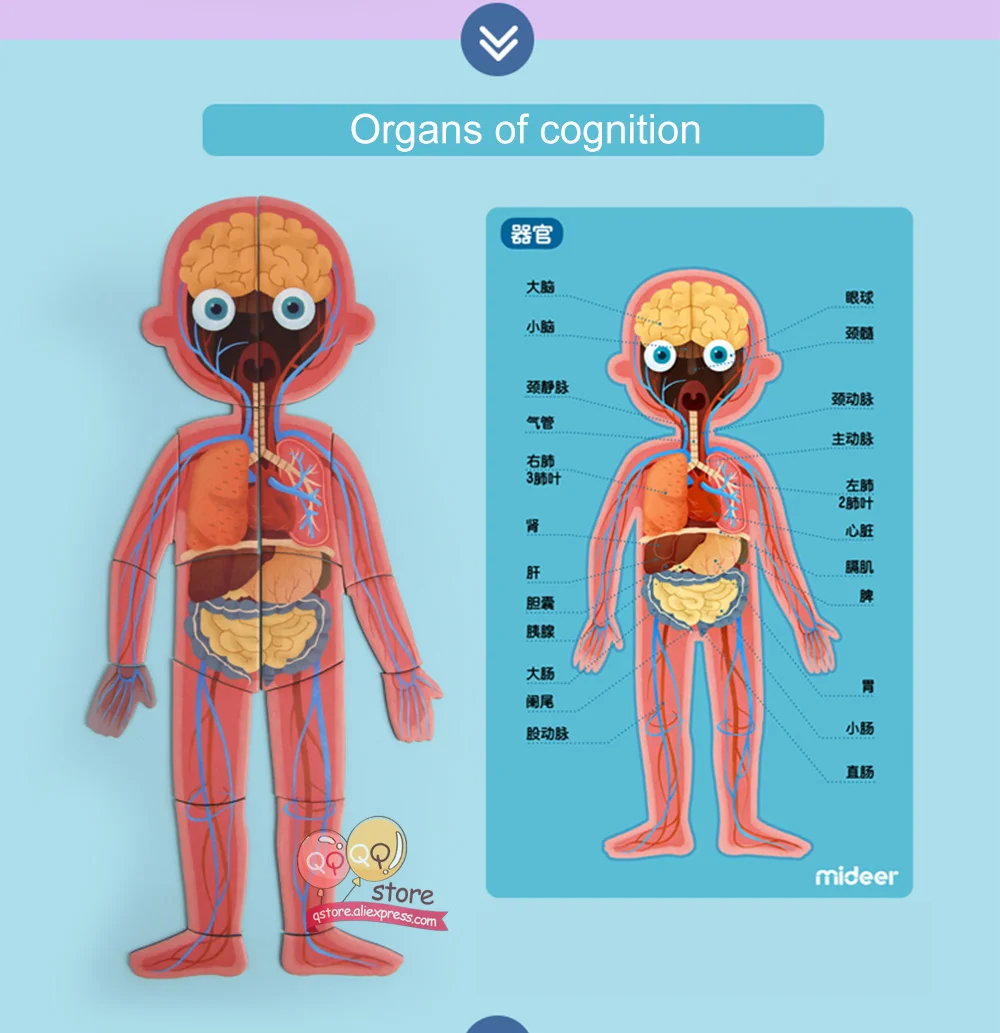 MiDeer познавательные карточки для тела, магнитная головоломка, веселые биологические и естественные Обучающие Игрушки для раннего развития для детей, подарок на день рождения MD2031