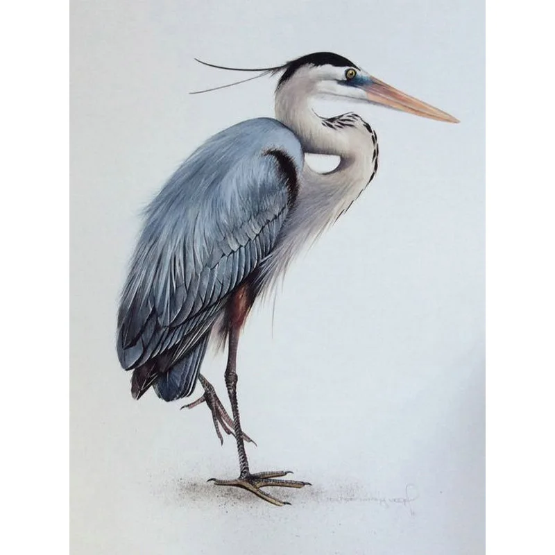 изобразить цаплю. журавль мультяшный. цапля живопись. цапля живопись. цапля акварель.