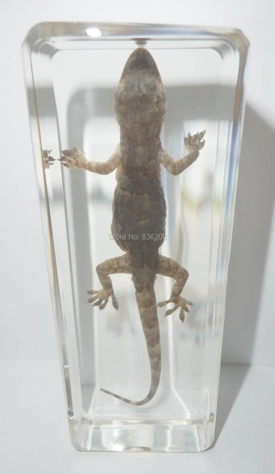 Обычный дом Gecko Hemidactylus frenatus образец в акриловой травме медицинские инструменты