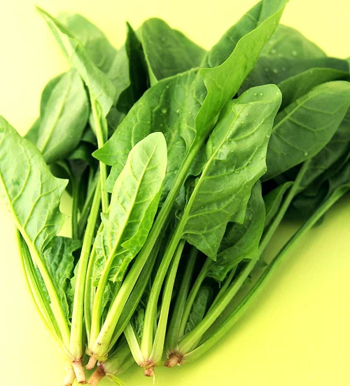 spinach 100 seeds Spinacia oleracea spinage patio garden Vegetable seed spinach 100 seeds Spinacia oleracea spinage patio garden Vegetable seed