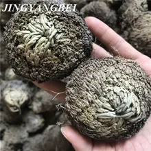 5-6 см волшебное растение, Роза Иерихона, динозавр, растение, воздушный папоротник, селагинелла, сушеные цветы из мха