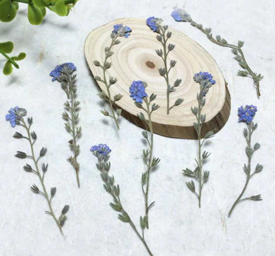 120 шт 4-7 см прессованный высушенный Myosotis Sylvatica Forgetmenot цветок гербарий из растений