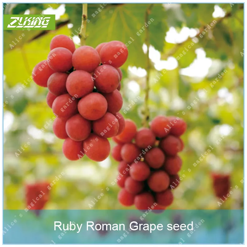 

ZLKING10 Pcs Ruby Roman Grape Bonsai Delicious High Economic Value Important Nutritional and Medicinal Fruit