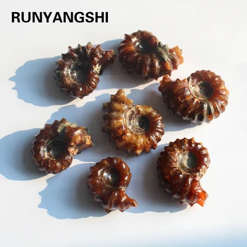 

Natural Ammonite Snail Marine Paleontological Fossil Conch Nautiloidea Mineral Specimen Stones Collection Students Children Gift