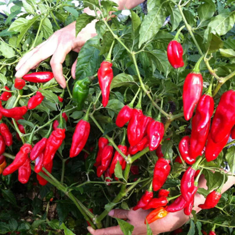 India Devil Hot Chili Courtyard Garden Balcony Potted Green Organic