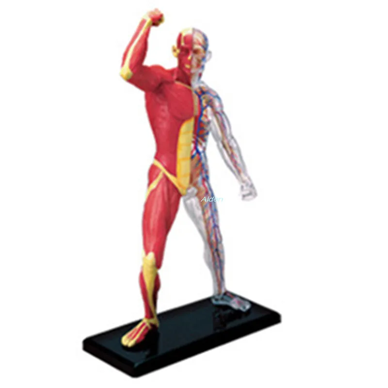 

4D XXRAY muscle Anatomy Of The Organ BRIAN Original Fake BFF Street Art Plastic Action Figure Model Toy BOX 20CM Z1498