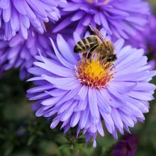 Краска по комплекты номеров для взрослых DIY