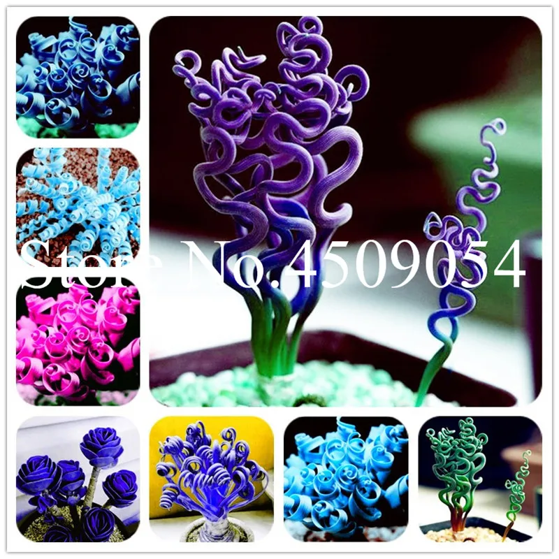 

Sale 300Pcs Albuca Namaquensis Bonsai Sin Mankind Plants Broad Leaf Spring Grass Bonsai Succulents New Plants semillas de frutas