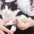 Pet Nail Clipper Ножницы Pet Dog Cat Nail Toe Claw Clipper Ножницы Триммер Груминг Инструменты для Животных Зоотовары
