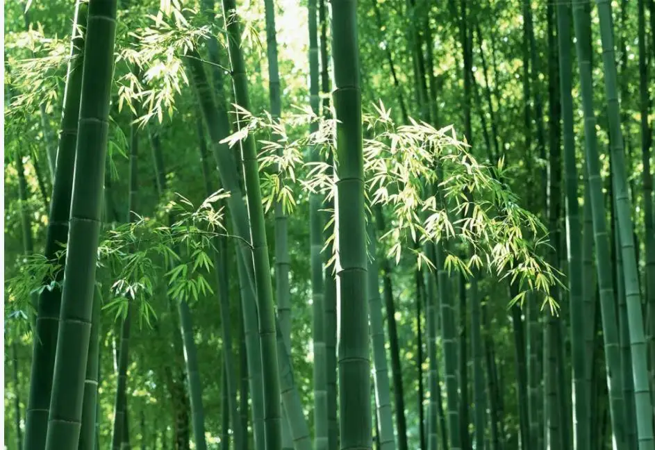 

Green bamboo forest landscape wall wallpaper for walls 3 d for living room modern wallpaper walls