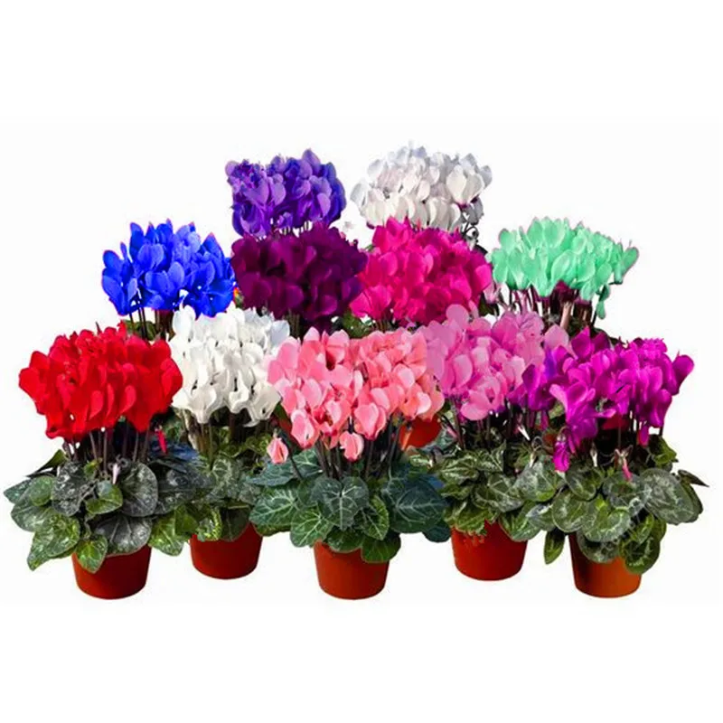 100 Pcs/ Bag Japanese Colorful Bonsai Cyclamen Persicum Flower Outdoor & Indoor Potted Garden Plant Rabbit Ears Blooming Flower