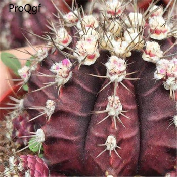 

3Pcs A Set Gymnocalycium mihanovichii