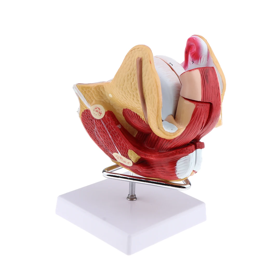 1:1 Female Uterus Ovary Genital Model - Human Reproductive Organ Anatomical Model with Base for Science Learning School Lab Accs