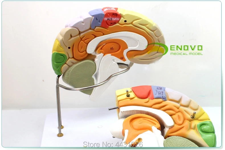ENOVO медицинский человек. Анатомическая модель мозга из Кора головного мозга соматических мотор психологии Учебная модель