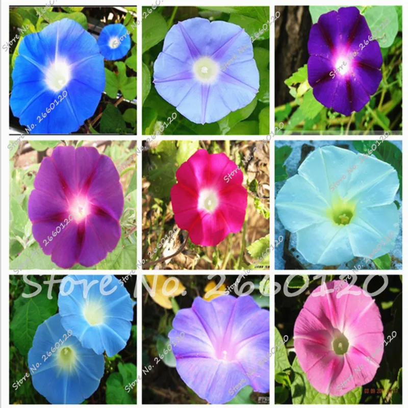 

100 Pcs Morning Glory Bonsai Rare Pharhiris Nil qianniuhua Bonsai DIY Plant For Home Garden Easy To Grow Plants Potted