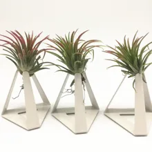 Упаковка из 3 постоянный воздушные растения держатели воздушные растения тилландсия стойки воздуха контейнеры для растений тилландсия Держатели
