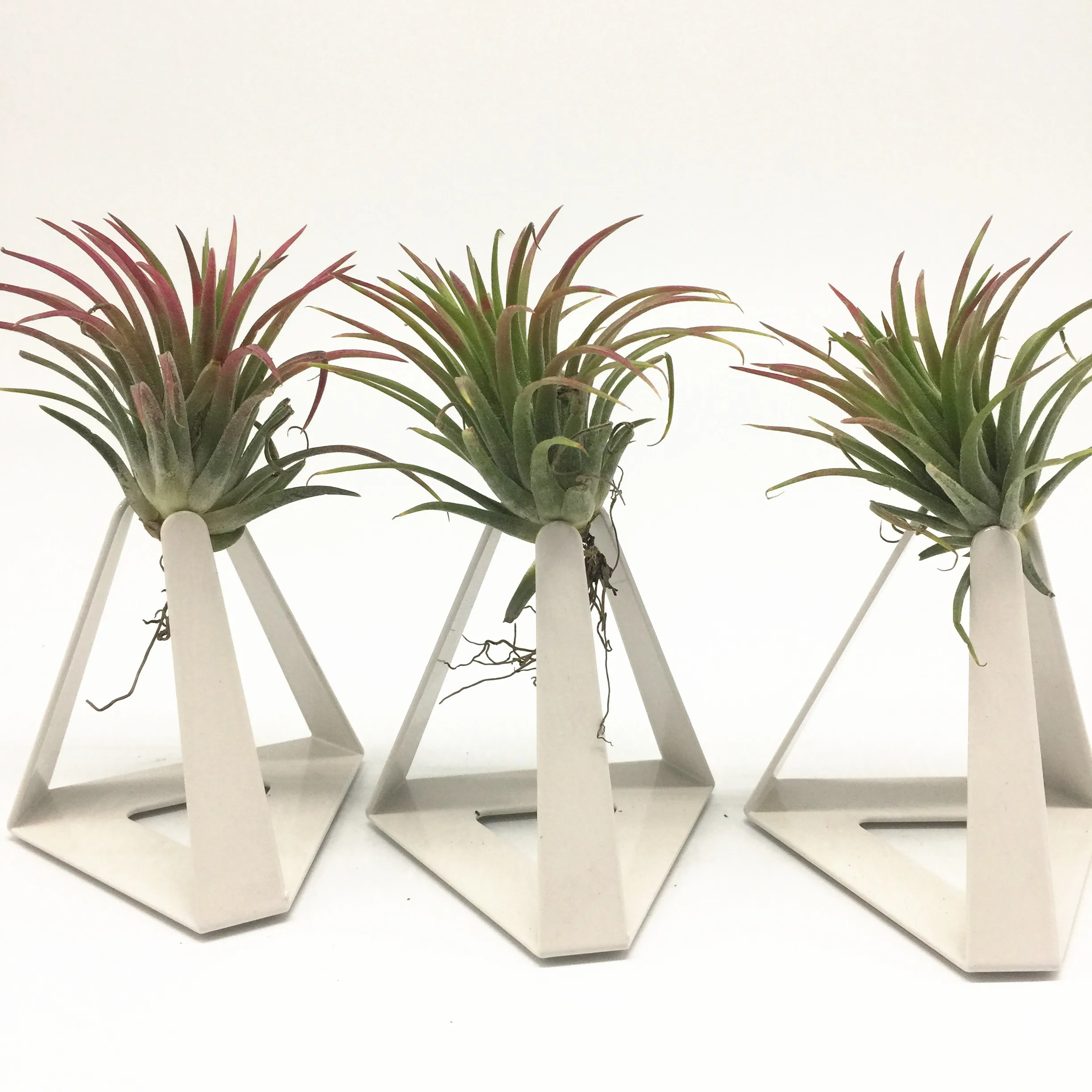 Упаковка из 3 стоячих воздушных растений держатели подставки для Tillandsia|Цветочные