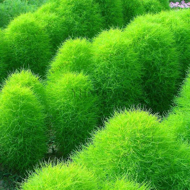 100pcs/bag Broomsedge flores Bonsai grass plantas Balcony plant green