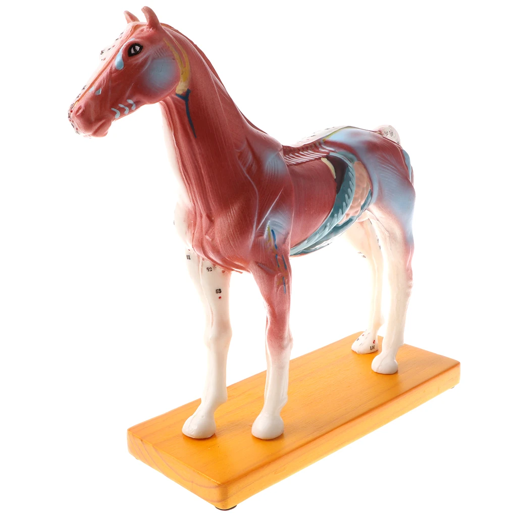 Professional 114 Acupuncture Points Horse Anatomical Model School Teaching Display Lab Supplies