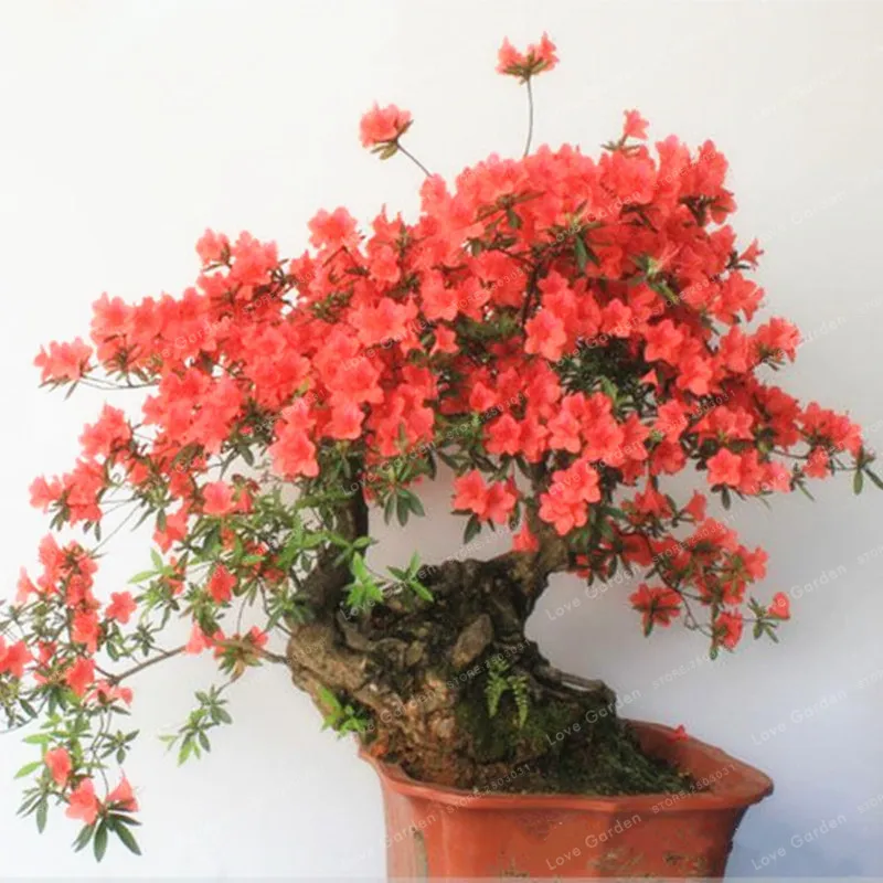 Rare Sakura Bonsai Flower Cherry Blossoms Tree Cherry Blossom Bonsai Plants For Home Garden Bonsai 10 Pcs Rare Sakura Bonsai Flower Cherry Blossoms Tree Cherry Blossom Bonsai Plants For Home Garden Bonsai 10 Pcs