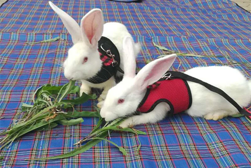 4680605529_542807004